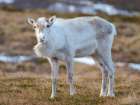 Semi-domesticated reindeer on the island Senja near Mefjordvaer during late winter. Norway. Art Print